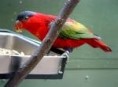 /album/lori-cervenolici-purple-naped-lory/lori-cervenolici-1-jpg/
